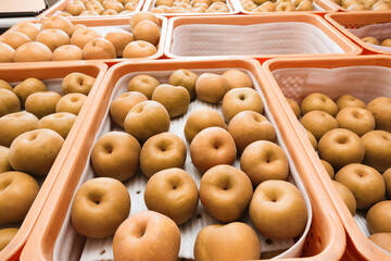 梨の収穫、9月・千葉県、日本