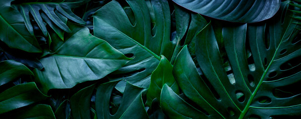 closeup nature view of tropical green monstera leaf background. Flat lay, fresh wallpaper banner...