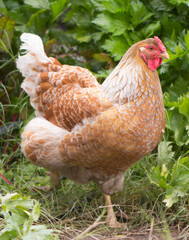Red Hen in garden