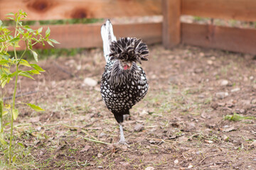 Polish Hen