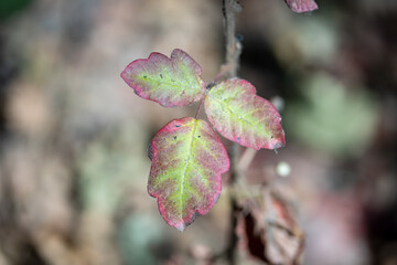 poison oak in the forest