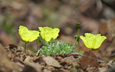 Arctic Poppy (Papaver lapponicum) yellow wildflowers in Denali National Park & Preserve, Alaska