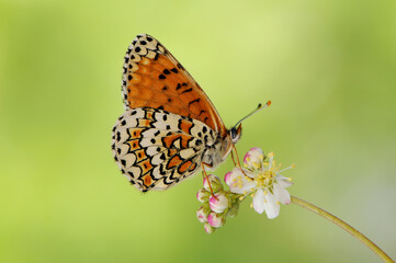 Fototapeta na wymiar beautiful and elegant butterfly Melitaea on flower awaits dawn early in the morning
