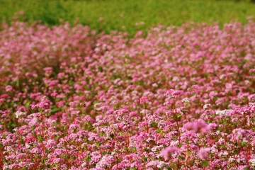 Obraz premium ピンク色のアカソバ、黄緑のダッタンソバの花が咲く秋の山里の畑