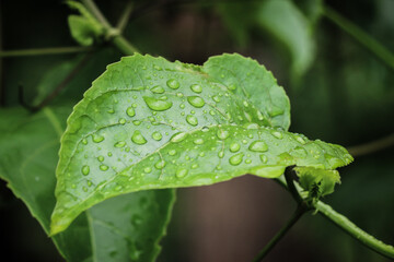 drops of water on the leaves. green nature background