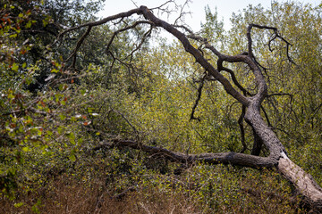 tree in the middle of nowhere