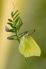 Butterfly Gonepteryx rhamni  on a blade of grass early in the morning waiting for the first rays of the sun
