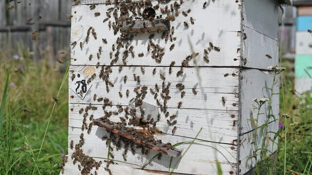 Detail of crowded gate into wooden bee hive. Bees arriving with legs wrapped by yellow pollen. Bees leaving hive and flying for new batch of pollen. Production of sweet honey. Bees working hard