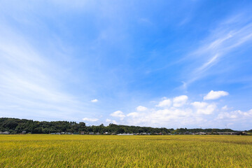 千葉県山武郡横芝光町、8月の城山・日本　
