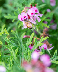 Flora and fauna at the Melbourne Botanical Gardens