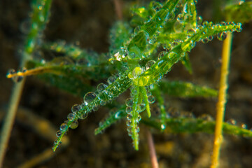 Dewdrops
