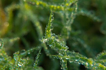 Dewdrops