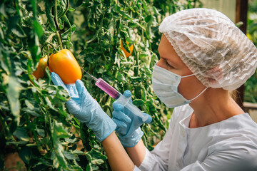 Female scientist in mask and gloves injects chemicals into tomatoes hanging from branches in a...