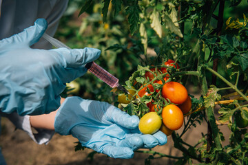 Pesticides used in food. Scientist's gloved hand sticks a syringe of liquid into tomatoes hanging...