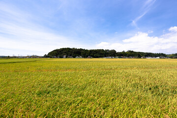 千葉県山武郡横芝光町、8月の城山・日本　