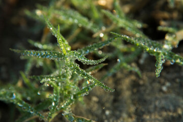 Dewdrops