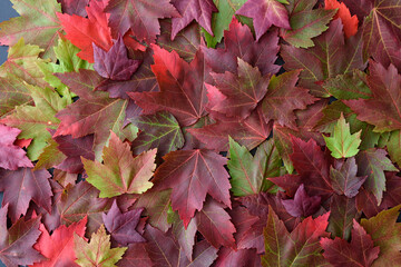 Colorful fall maple leaves as a nature background, red, green, and orange
