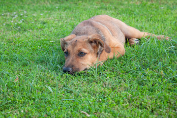 Cute Sad dog puppy lying on grass. Sick dog resting outdoor.