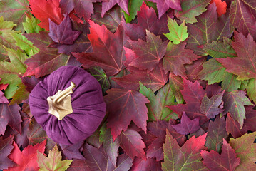 Colorful fall maple leaves as a nature background, with a purple fabric pumpkin
