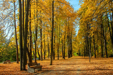 Autumn landscape with yellowed leaves fallen from trees in a city park.