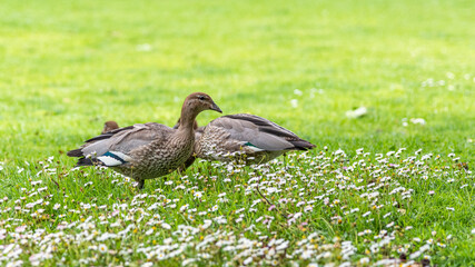 Australian Wood Duck at the Melbourne Botanical Gardens