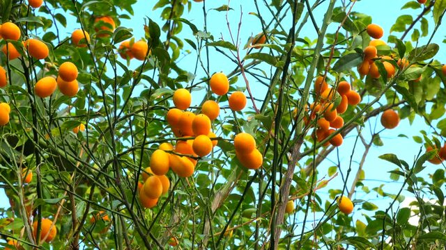 Kumquat or Fortunella chinese citrus tree in the garden. 4K