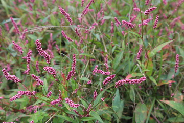 Low Smartweed blooms in the early fall show off their red and purple flowers