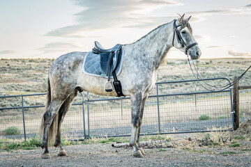 Grey Andalusian Sport Horse in English tack
