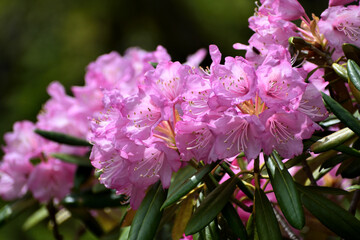 アズマシャクナゲ ピンクの花アップ