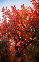 Pink Autumn Leaves on an Orchard Fruit Tree