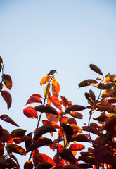 Bird on Autumn Fruit Trees in the Orchard