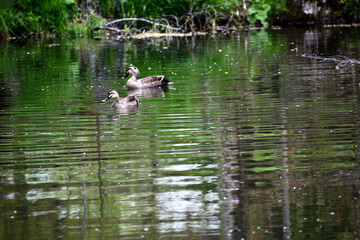 池を泳ぐカルガモ