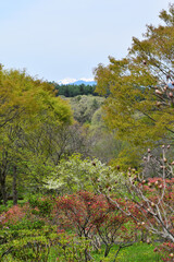 Fototapeta premium 5月の山形野草園 朝日連峰方面