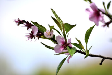 アーモンドの木 ピンクの花アップ