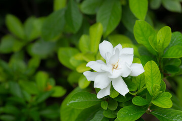 Pretty gardenia flower (Gardenia jasminoides) blooming  Beautiful in morning in the green leaf...