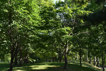 The peaceful summer green park in Sapporo Japan