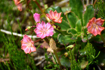 レウィシア ピンクの花アップ