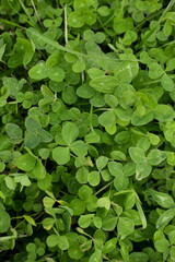 Fototapeta premium green leaves background