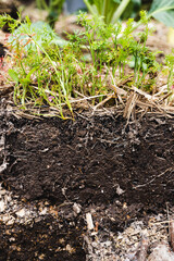 view of soil with roots and herbs growing from it outdoor in sunny vegetable garden