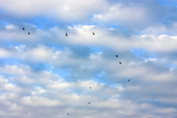 Pigeons flying in the sky