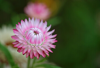 Pink Paper daisy