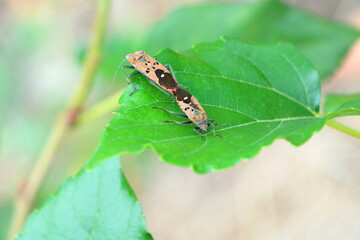 Close up couple of insects body mating on green leaves for expand lineage