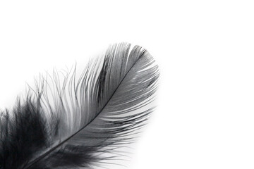 black feather texture on white background