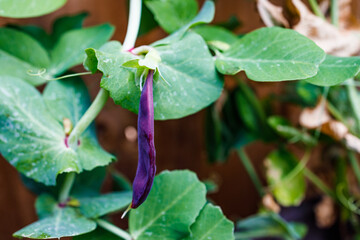 purple snow peas plant outdoor in sunny vegetable garden