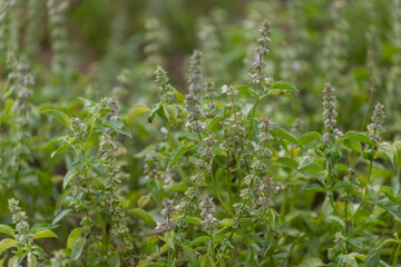 Organic Basil tree garden herb