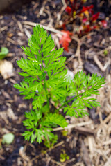 carrot leaves popping up from the ground from veggie pot outdoor in sunny vegetable garden
