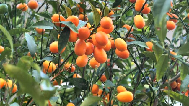 Kumquat or Fortunella chinese citrus tree in the garden. 4K