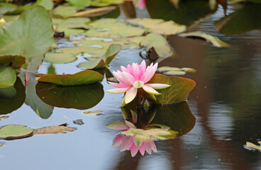 Pink water lily reflection