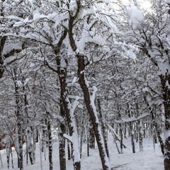 snow covered trees