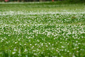 クローバーの咲く公園の芝生広場